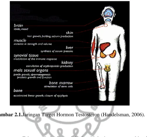 Gambar 2.1.Jaringan Target Hormon Testosteron (Handelsman, 2006). 