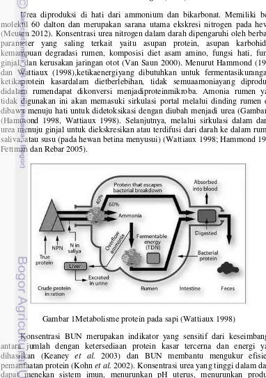 Gambar 1Metabolisme protein pada sapi (Wattiaux 1998) 