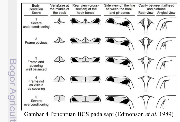 Gambar 4 Penentuan BCS pada sapi (Edmonson et al. 1989) 