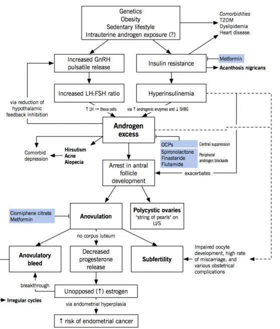 Gambar 2.1 Patomekanisme Sindroma Ovarium Polikistik  (David, 2005)