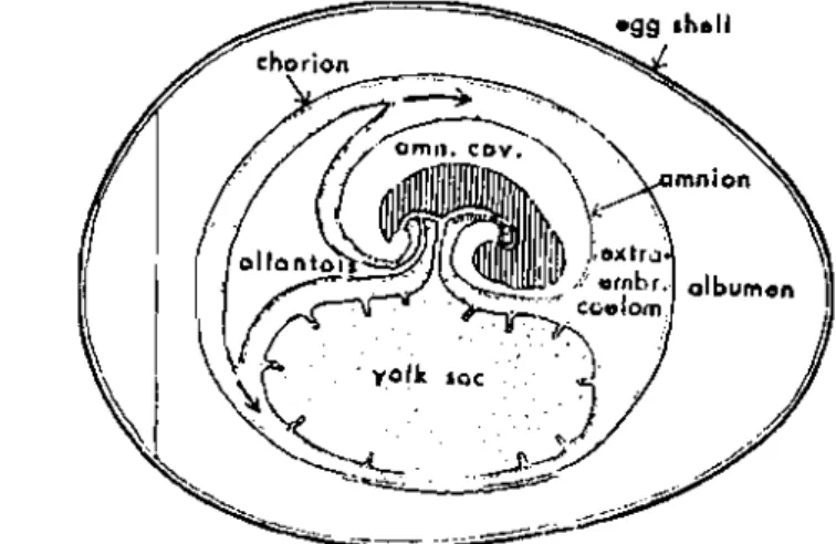 Gambar  5.  Perkembangan  Embrio 