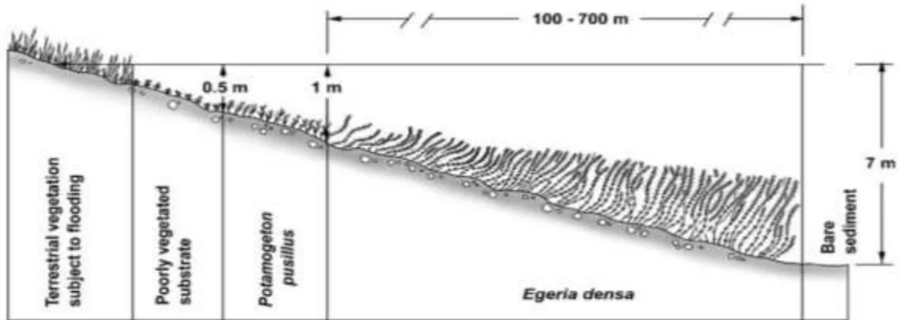 Gambar 2. 5 Posisi Egeria densa di perairan  Sumber : Carillo et al., 2006 