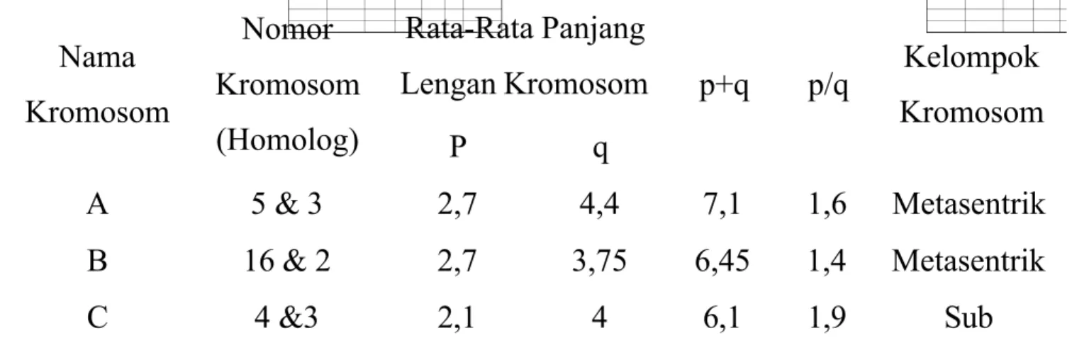 Tabel  2.  Hasil  Pengukuran  Panjang  Lengan  Rata-Rata  Pasangan Kromosom  Nama Kromosom  Nomor Kromosom (Homolog) Rata-Rata Panjang