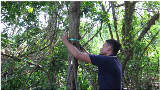 Gambar  2.3  Pengukuran  dan  pencatatan  data  diameter  tegakan  mangrove  saat  analisis vegetasi di mangrove center Jenu  