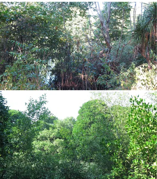 Gambar  3.1  Tipikal  kondisi  mangrove  di  pesisir  Desa  Socorejo;  sebagian  besar  mangrove tumbuh di sekitar sungai dan muara  