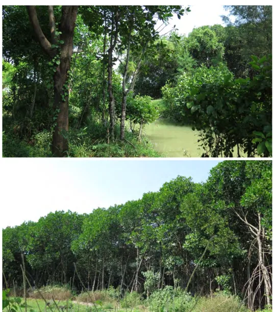 Gambar  3.2  Tipikal  kondisi  mangrove  di  pesisir  mangrove  center  Desa  Jenu; 