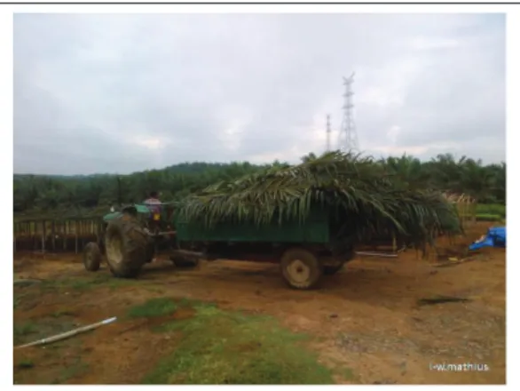 Gambar 4. Pelepah dan daun sawit dikirimkan ke tempat perajangan  jumlah tanaman pokok yang dapat tumbuh tersebut dimungkinkan  karena kondisi wilayah yang berbeda-beda