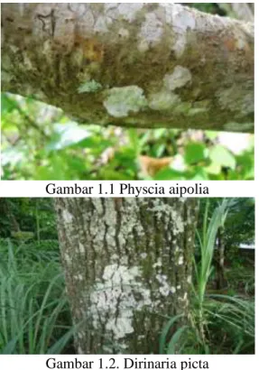 Gambar 1.1 Physcia aipolia 