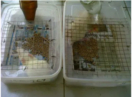 Gambar 3. Kandang Individual Tikus Coba dengan Air Minum Ad Libitum 