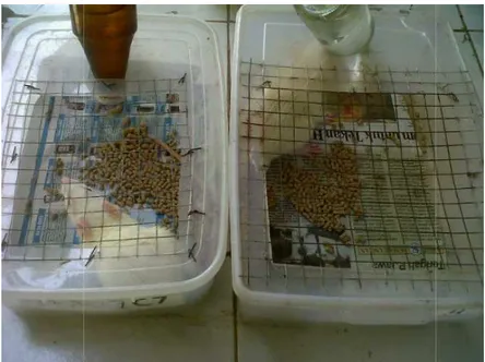 Gambar 3. Kandang Individual Tikus Coba dengan Air Minum Ad Libitum