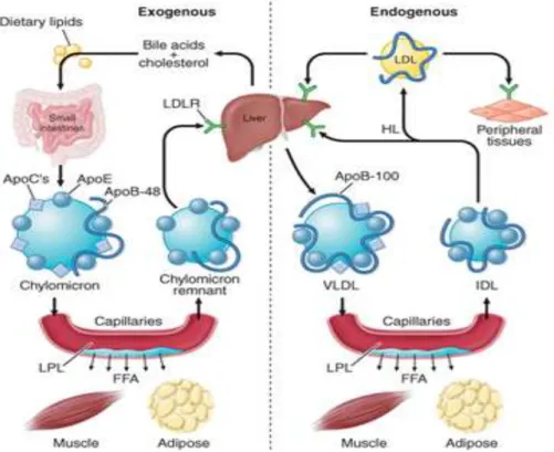 Gambar 1. Jalur Eksogen dan endogen metabolisme lipid di dalam tubuh. 10 