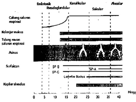 Gambar  1.1  . I   Perkembangan  berbagai  struktur paru  pada  lima tahap  perkembangan 