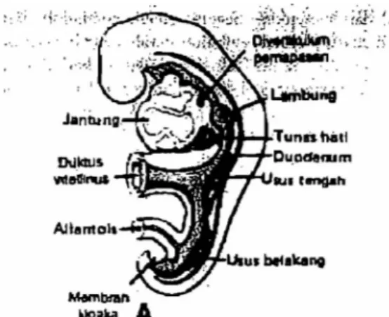 Gambar 1.1.2 Janin  pada  usia  kehamilan 25  hari,  divertikulum pernapasan terbentuk  di  ventral  usus depan