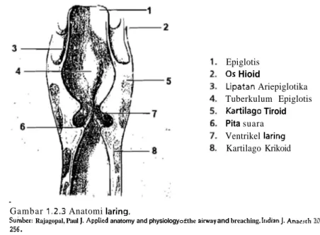 Gambar  1.2.3  Anatomi laring. 