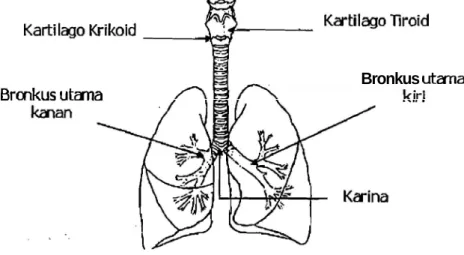 Gambar  1.2.5  Skema percabangan  bronkus 