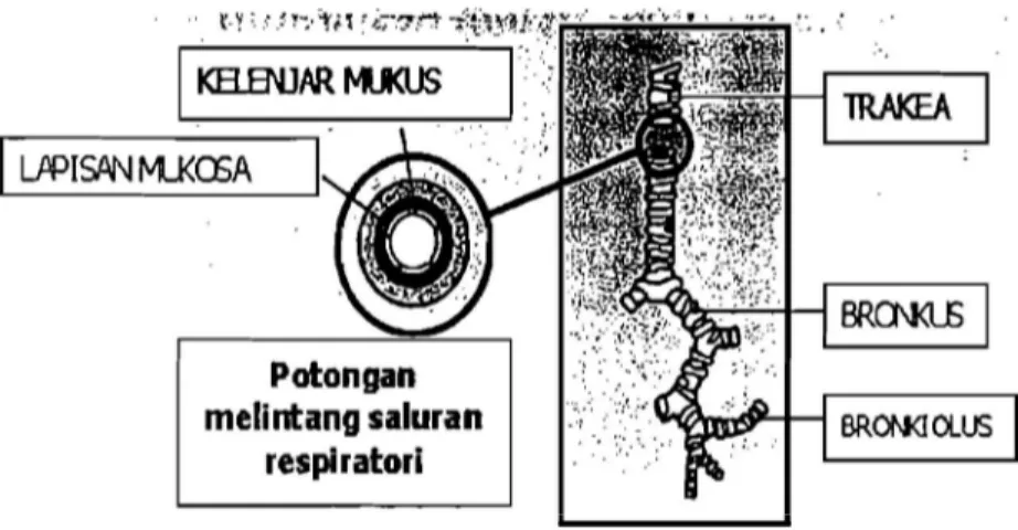 Gambar 1.2.6 Skema  anatomi bronkus dan bronkiolus 