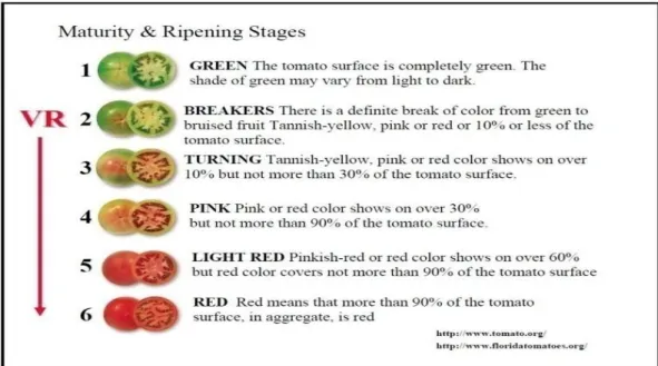 Gambar 2. Tingkat kematangan buah tomat. 