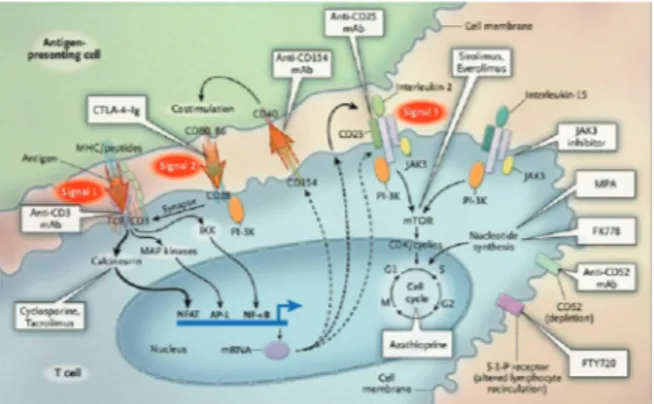 Gambar 2.   Titik  tangkap  dan  cara  kerja  penekan  imun  (imunosupresan) di isyarat (signal) model 3