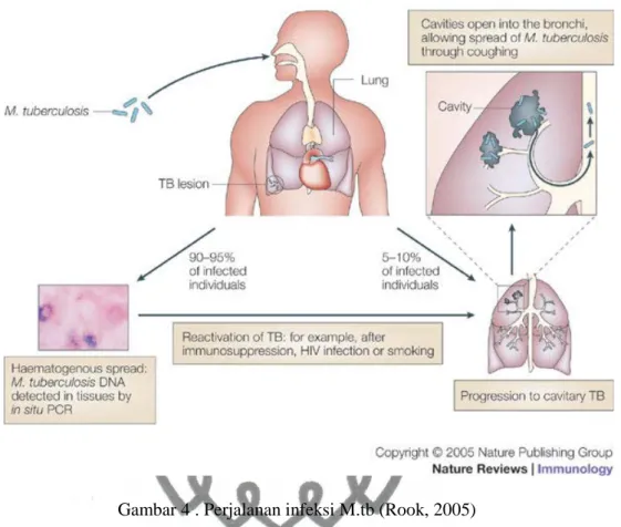 Gambar 4 . Perjalanan infeksi M.tb (Rook, 2005) 