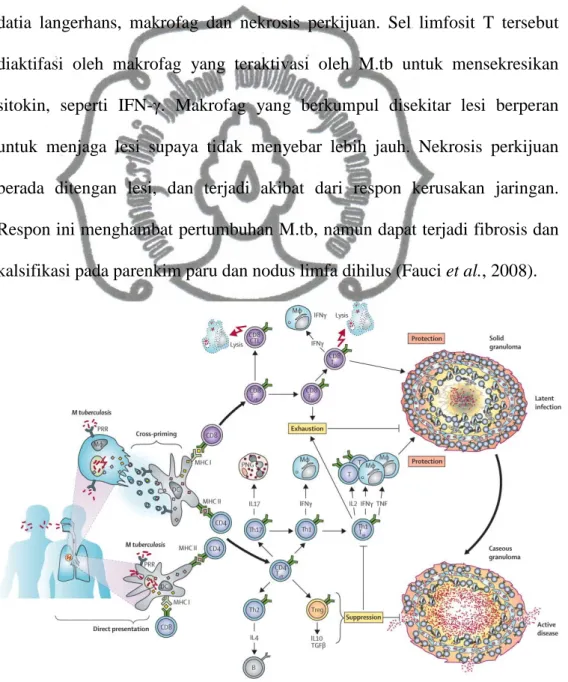 Gambar 5. Respon imun tuberkulosis (O’Garra et al., 2013). 