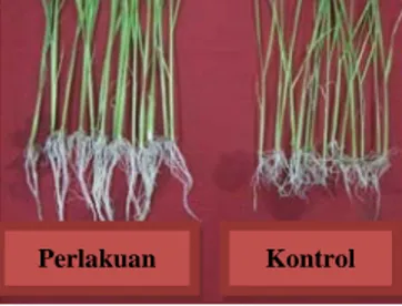 Gambar 1. Pengaruh perlakuan pupuk hayati terhadap pertumbuhan akar padi 
