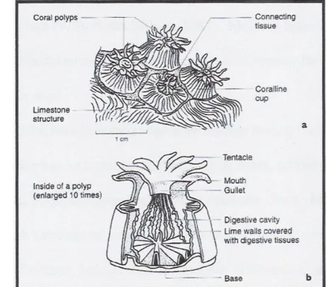 Gambar 1. Anatomi hewan karang  (Sumber : Veron, 2002) 