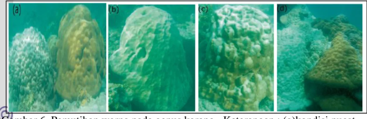 Gambar 6. Pemutihan warna pada genus karang.  Keterangan : (a)kondisi pucat    (kiri) dan  sehat (kanan);(b) kondisi pucat sebagian; (c) kondisi 20-50   