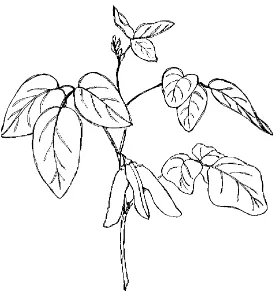 Gambar 1 Ilustrasi tanaman edamame 