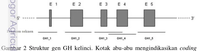 Gambar 2 Struktur gen GH kelinci. Kotak abu-abu mengindikasikan coding 
