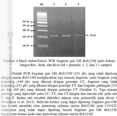 Gambar 5 Genotipe hasil pemotongan produk PCR fragmen gen GH dengan 