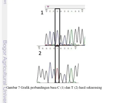 Gambar 6  Hasil analisis sekuensing dan keberadaan mutasi basa C menjadi T 
