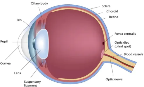 Gambar 1. Anatomi mata Lensa