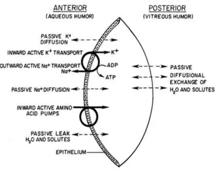 Gambar 2. Fisiologi lensa Definisi