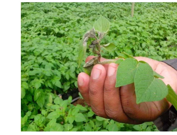 Figure 2 Potato plant attacked by late blight disease  