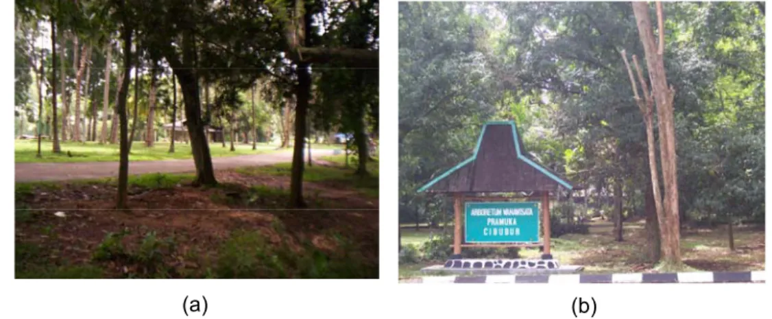 Gambar 7. Kondisi Lokasi Pengamatan Arboretum Cibubur. (a) dan (b) Kondisi  Lokasi Pengamatan  