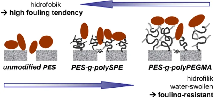 Gambar 3. Mekanisme peningkatan ketahanan fouling membran setelah modifikasi  Polyvinylpyrrolidone  (PVP),  poly  (ethylene 