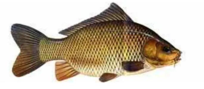 Gambar 1. Ikan Mas  (Sumber : http://www.mancing.info/index.php/mengenal-ikan-mas/2-spesis)  Filum : Chordata  Kelas : Pisces  Ordo : Ostariophysi  Famili : Cyprinidae  Genus : Cyprinus 
