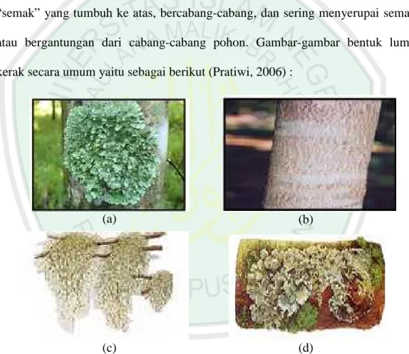 Gambar  2.1  Tipe  Morfologi  Talus  (a)  Foliose  (b)  Crustose  (c)  Fruticose  (d)  Squamulose 