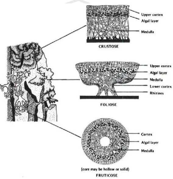 Gambar 2.2 Anatomi Jaringan Talus Lichenes (Crustose, Foliose dan Fruticose) 