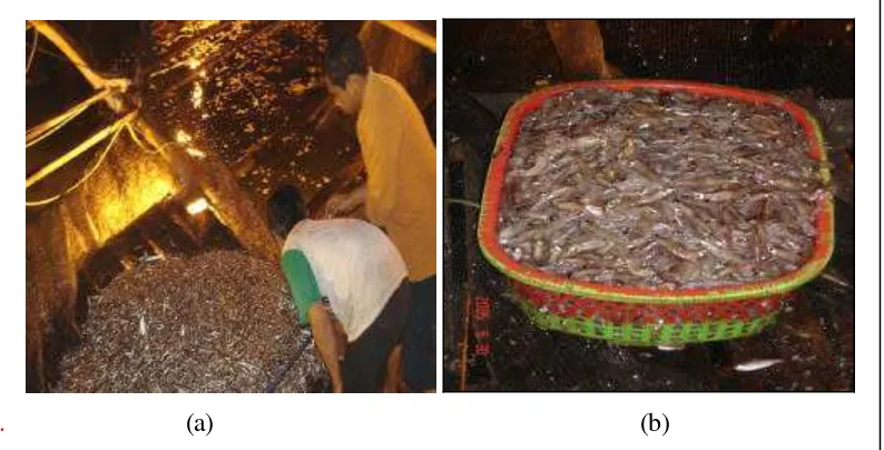Gambar 7  Estimasi berat ikan untuk menduga total hasil tangkapan (a) Hasil tangkapan dalam 1 hauling; (b) Hasil tangkapan dalam 1 keranjang