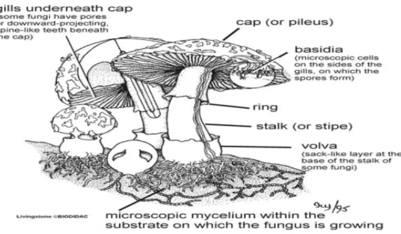 Gambar 2.2 Bagian tubuh jamur makroskopis (Landcare Research Manaaki Whenua: 2016)