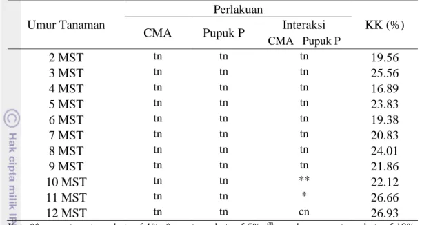 Tabel 10.  Pengaruh  interaksi  pemberian  inokulan  CMA  dan  pemupukan  P  terhadap jumlah tangkai daun 10 MST 