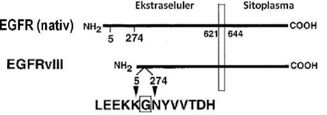 Gambar 2Skema Struktur Protein pada EGFR Wild-type dan EGFRvIII(diadopsi dari Kuan et al