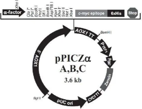 Gambar 4 Peta vektor pPICZα (Invitrogen 2010)