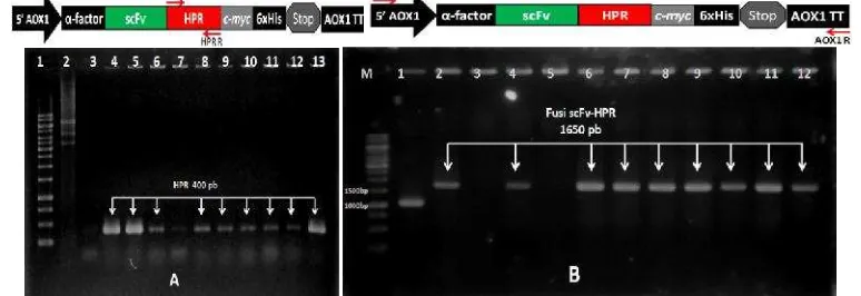 Gambar 6 Elektroforegram hasil PCR untuk seleksi plasmid rekombinan pPICZ�-scFv-HPR pada E