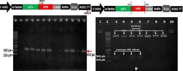 Gambar 7 Elektroforegram hasil PCR koloni (A) dan digesti plasmid (B) untukseleksi plasmid rekombinan mengandung fusi gen scFv::HPR