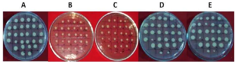 Gambar 9 Uji kestabilan genetik dan seleksi insersi gen ganda pada koloni yeasttransformanpada media YPDAzeo,dengan konsentrasizeocinbertingkat: 0 µg/ml (A), 100 µg/ml (B), 200 µg/ml (C), 500 µg/ml (D),dan 1000 µg/ml (E).