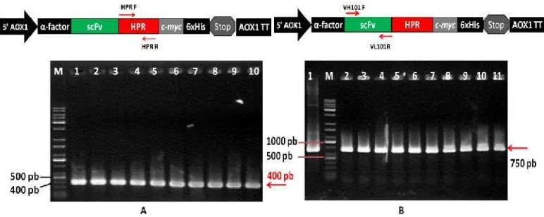 Gambar 10 Elektroforegram hasil PCR koloni untuk konfirmasi insersi fusi genscFv::HPR dalam genom P