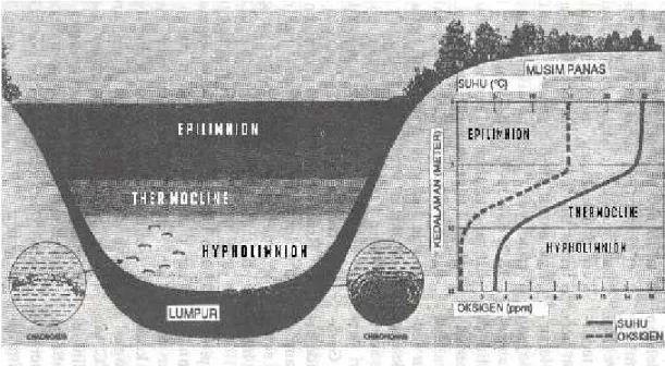 Gambar 1. Lapisan Perairan Danau/Waduk  Berdasarkan Suhu Sumber :  Odum, 1996