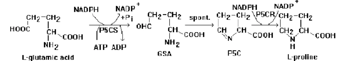 Gambar  3.  Jalur  sintesis  Prolin  melalui  Jalur  Asam  Glutamat  (Delauney  dan  Verma  dalam  Rhodes,  2009)  (GSA):  glutamat  semialdehid;  (P5C):  pyrroline-5  carboxilate 